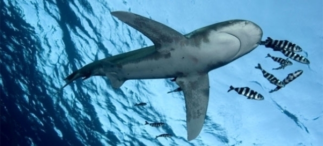 Haaien: De Klok Tikt ... Uitsterven Is Geen Optie!